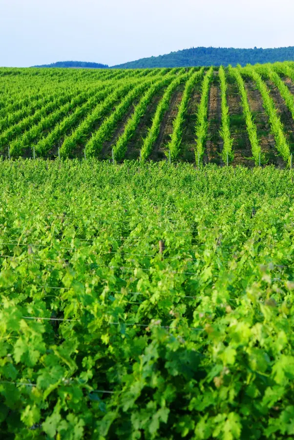 green-vineyards-2743048